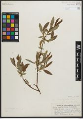 Foto von Salix myrtillifolia Anderson